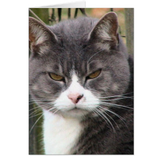 Fat Tabby GRUMPY