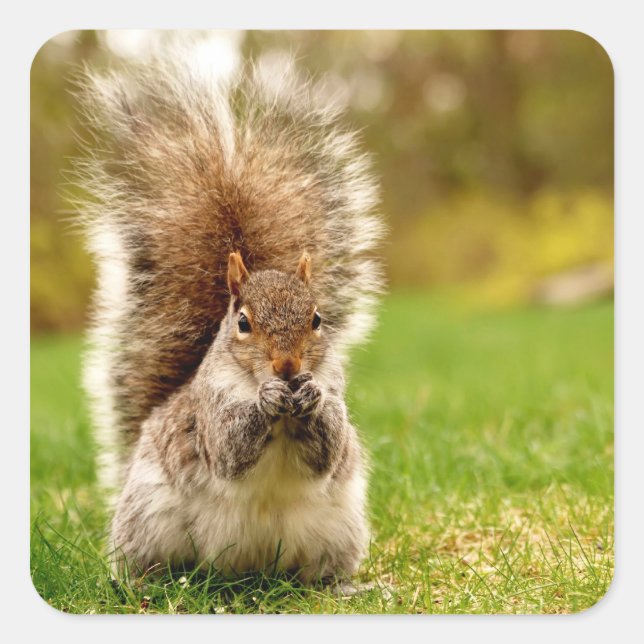 Fattrachel Quadratischer Aufkleber (Vorderseite)