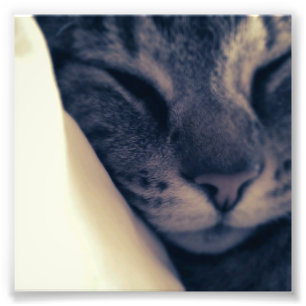 Faule Katze Fotodruck