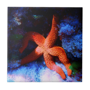 Faule tropische unterseeische Starfish Fliese
