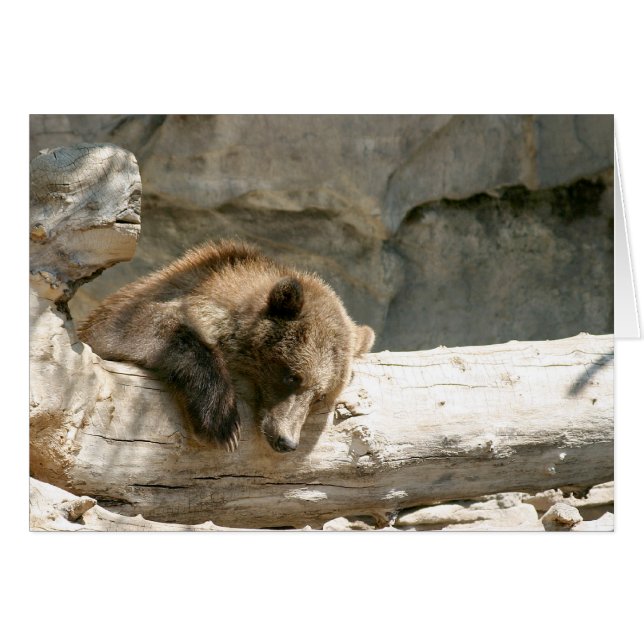 Fauler Bär (Vorderseite (Horizontal))