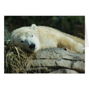 Fauler Eisbär-leere Karte