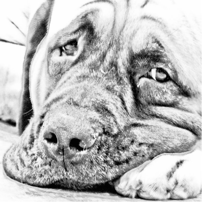 Fauler Mastiff Fotoskulptur Magnet (Vorne)