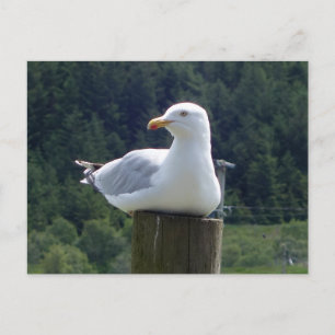 Fauler Möwe Liegt Am Küsten Natur Minimal Winter Feiertagspostkarte