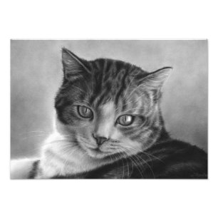 Fauler Nachmittags-Katzen-Foto-Druck Fotodruck
