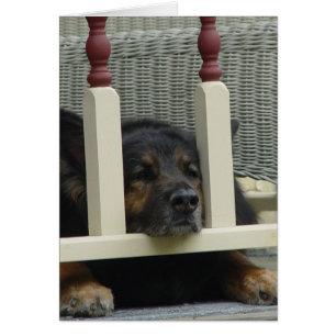 Fauler NachmittagSnooze