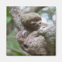 Faultier-Baby mit Mutter an einem Baum hängend