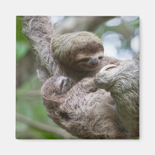Faultier-Baby mit Mutter an einem Baum hängend Magnet