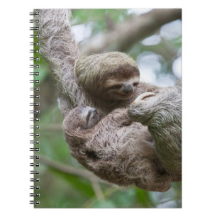 Faultier-Baby mit Mutter an einem Baum hängend Notizblock