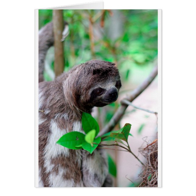 Faultier in Baum Nicaragua (Vorne)