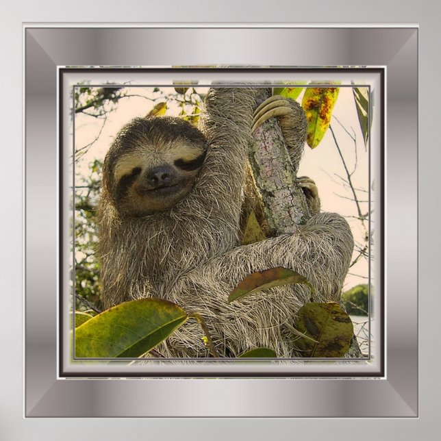 Faultier Poster (Vorne)