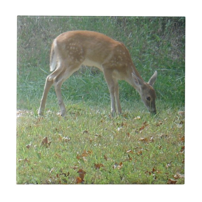 Faun, Baby Deer at Lake Arrowhead Fliese (Vorderseite)