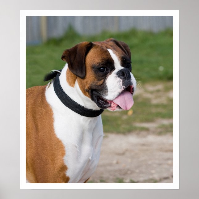 Fauna und White Boxer Stehend Poster (Vorne)