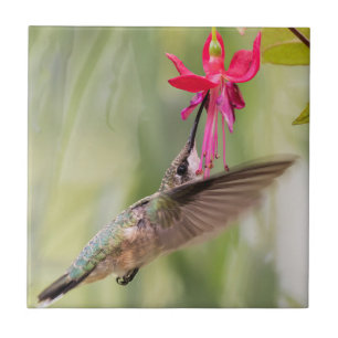 Favorite Fuchsia Hummingbird Fliese