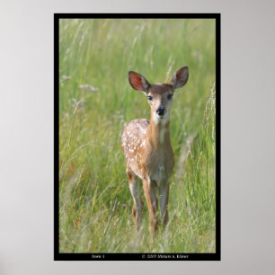 "Fawn 1" Naturfoto Weißer Schwanz Hirschdruck Poster