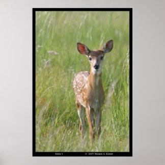 "Fawn 1" Naturfoto Weißer Schwanz Hirschdruck Poster
