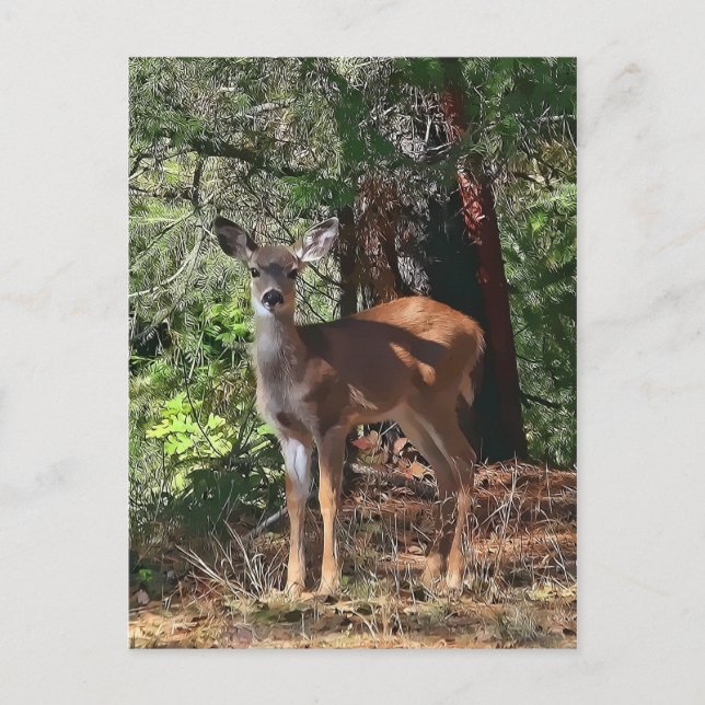 FAWN #2 POSTKARTE (Vorderseite)