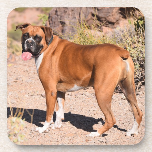 Fawn and White Boxer Puppy Dog Getränkeuntersetzer (Vorderseite)