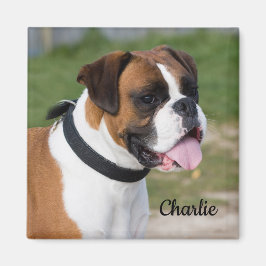 Fawn and White Boxer Puppy Dog Magnet