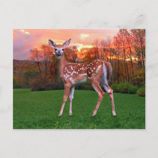 "Fawn at Sunset" Postkarte