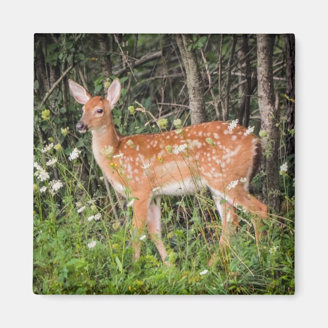 Fawn Baby Deer Woodland Animals Magnet (Vorne)