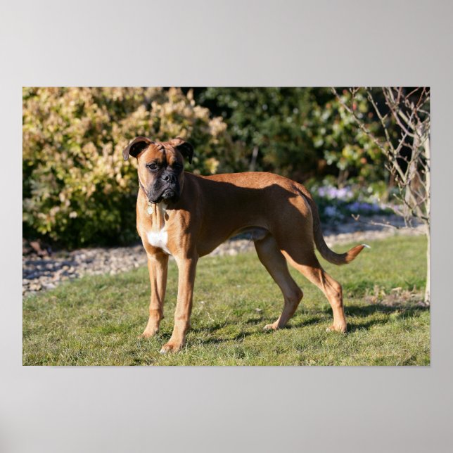 Fawn Boxer Dog Stehend Poster (Vorne)