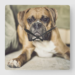 Fawn Boxer Pup Quadratische Wanduhr