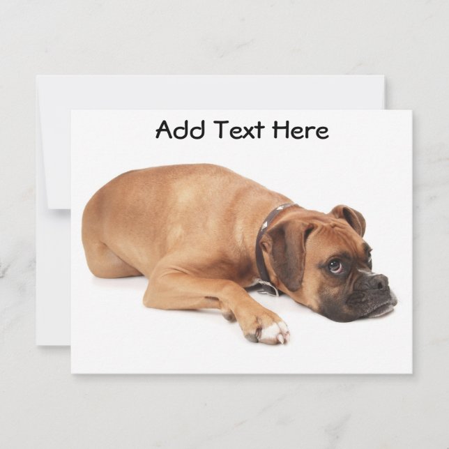 Fawn Boxer Resting (Vorderseite)