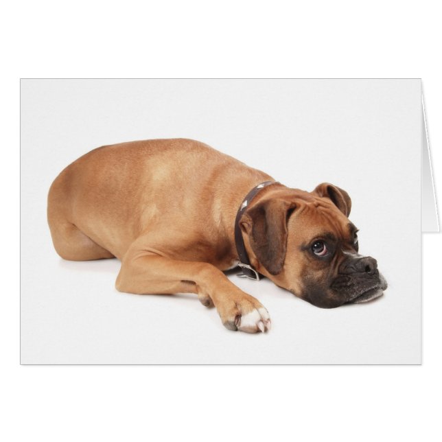 Fawn Boxer Resting (Vorderseite (Horizontal))