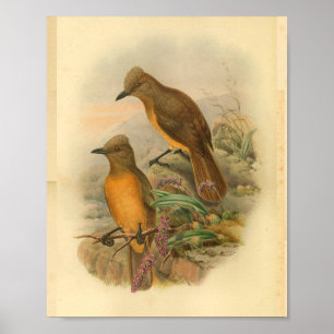 Fawn Breasted Wood Shrike Yellow Bird Print Poster