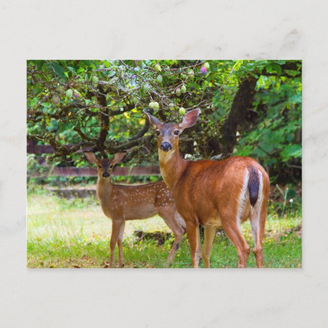 Fawn Deer im Sommer Postcard Postkarte (Vorderseite)