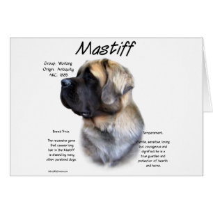 Fawn Fluffy Mastiff History