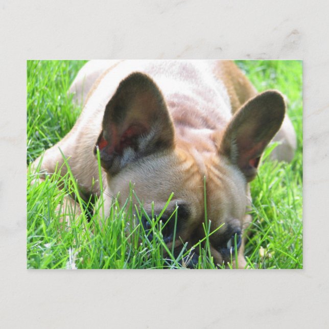 Fawn French Bulldog Postkarte (Vorderseite)