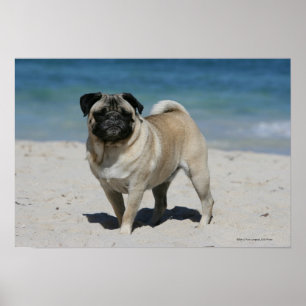 Fawn Mops am Strand Poster