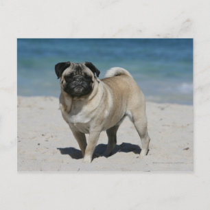 Fawn Mops am Strand Postkarte