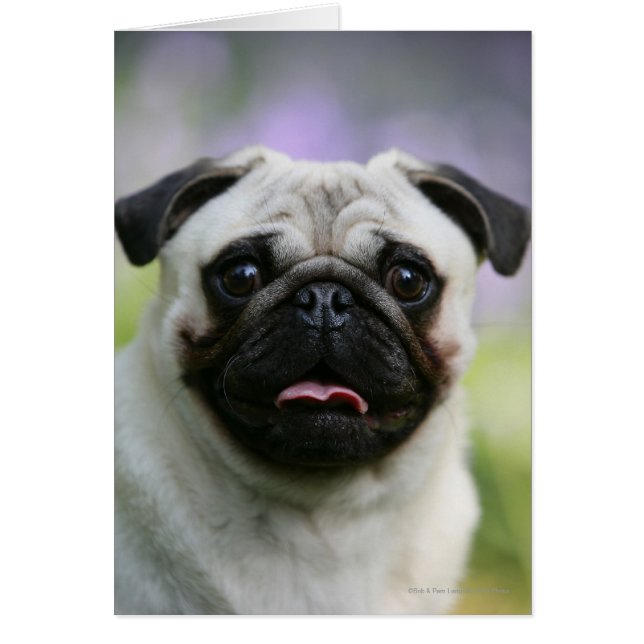 Fawn Mops on Alert (Vorne)