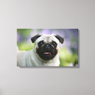 Fawn Mops on Alert Leinwanddruck