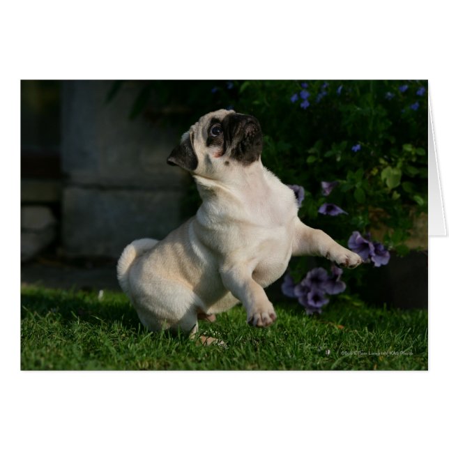 Fawn Mops Puppy (Vorderseite (Horizontal))