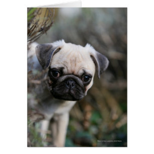 Fawn Mops Puppy Headshot