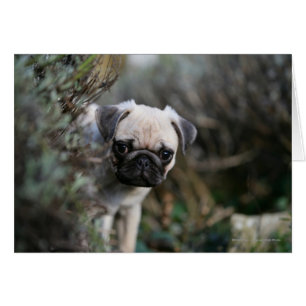 Fawn Mops Puppy Headshot