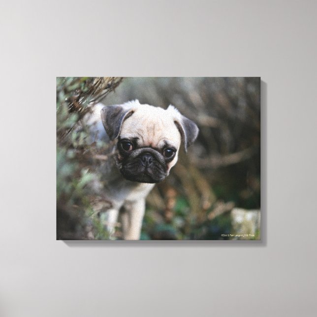 Fawn Mops Puppy Headshot Leinwanddruck (Vorderseite)