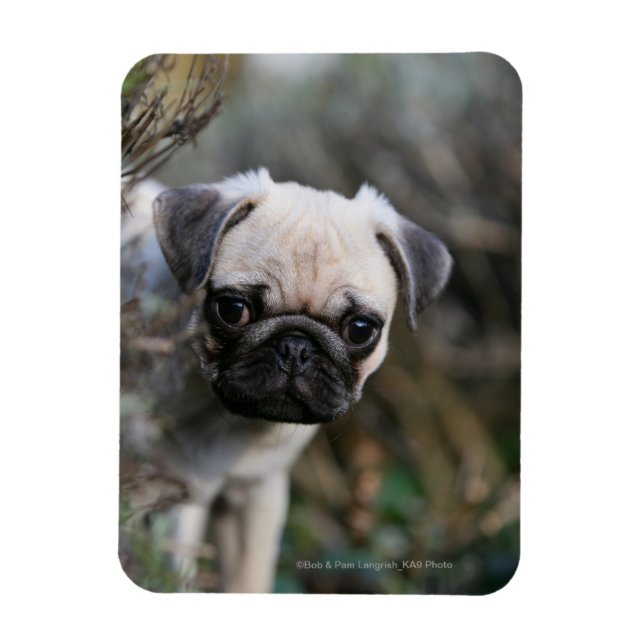 Fawn Mops Puppy Headshot Magnet (Vertikal)