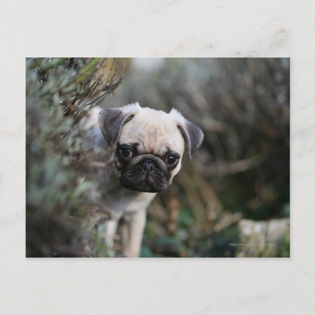 Fawn Mops Puppy Headshot Postkarte (Vorderseite)
