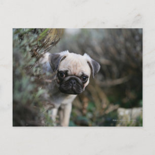 Fawn Mops Puppy Headshot Postkarte
