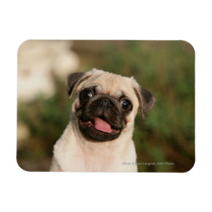 Fawn Mops Welpe Panting Magnet