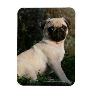 Fawn Mops Welppy Sitting Magnet