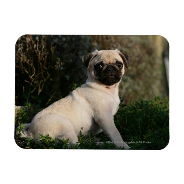 Fawn Mops Welppy Sitting Magnet (Horizontal)