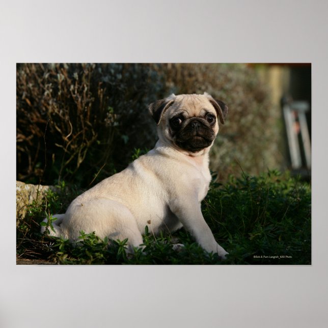 Fawn Mops Welppy Sitting Poster (Vorne)