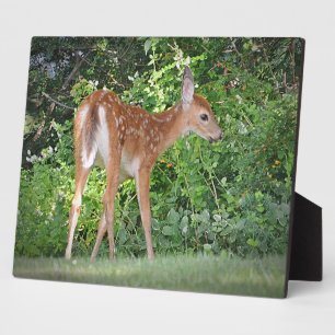 Fawn Plaque Fotoplatte