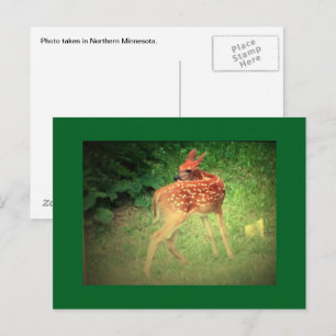 Fawn Postcard Postkarte